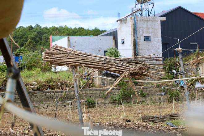 Tan hoang thủ phủ rau Lâm Đồng - Ảnh 7