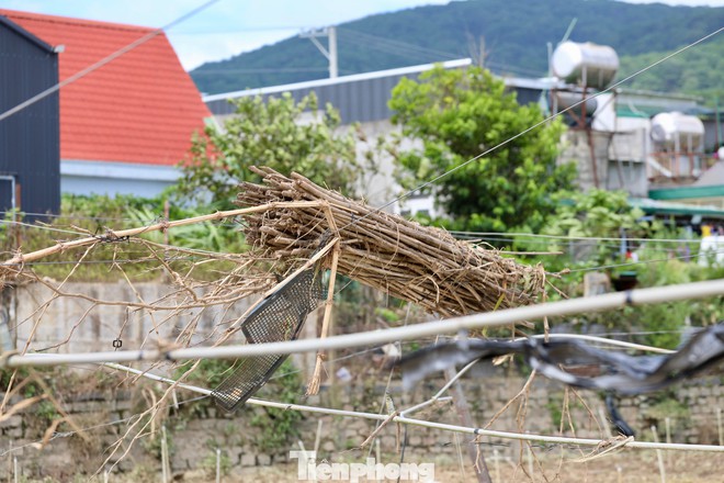 Tan hoang thủ phủ rau Lâm Đồng - Ảnh 14