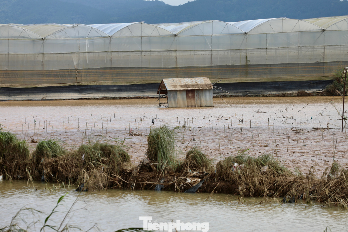 Tan hoang thủ phủ rau Lâm Đồng - Ảnh 19