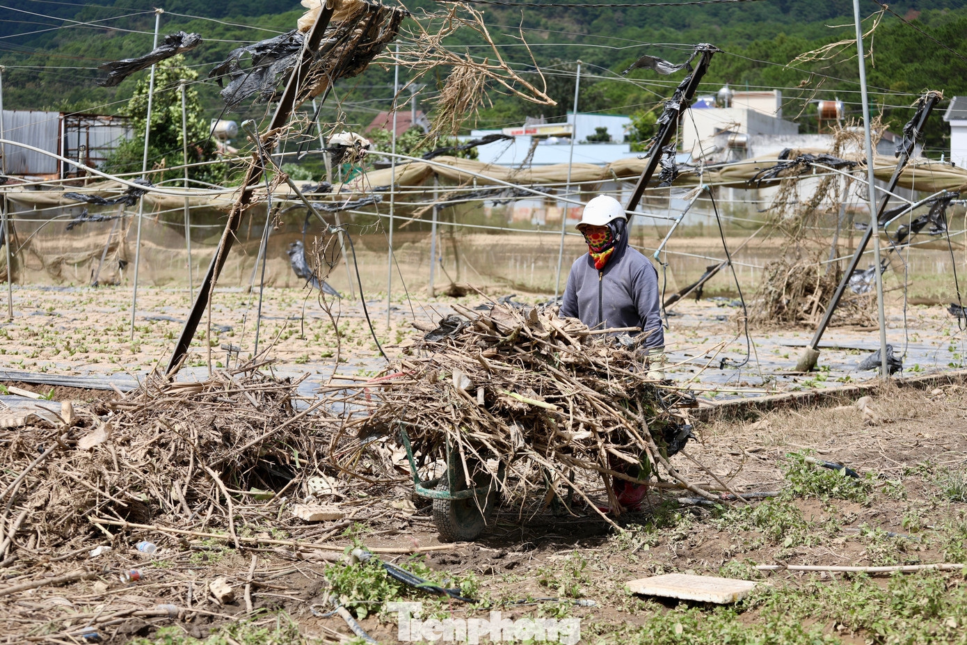 Tan hoang thủ phủ rau Lâm Đồng - Ảnh 26