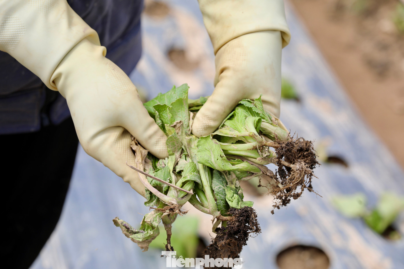 Tan hoang thủ phủ rau Lâm Đồng - Ảnh 32