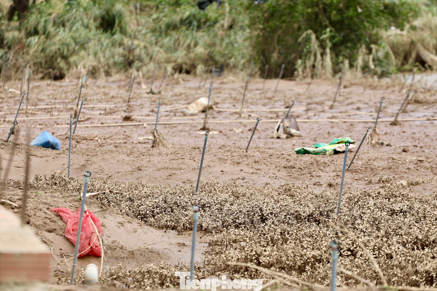 Tan hoang thủ phủ rau Lâm Đồng - Ảnh 21