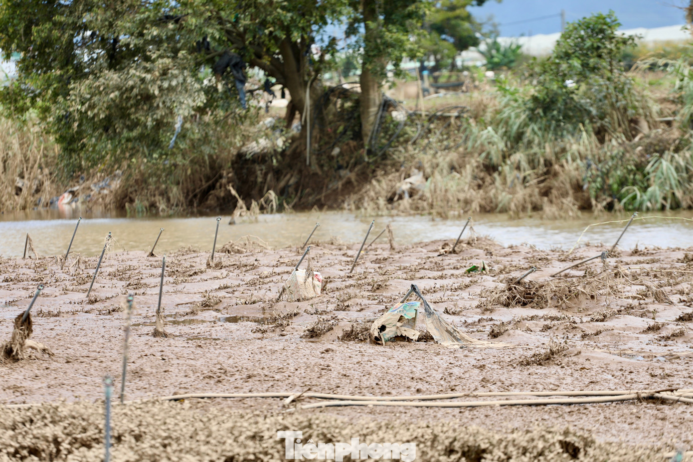 Tan hoang thủ phủ rau Lâm Đồng - Ảnh 24