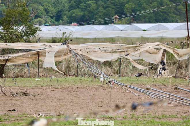Tan hoang thủ phủ rau Lâm Đồng - Ảnh 8