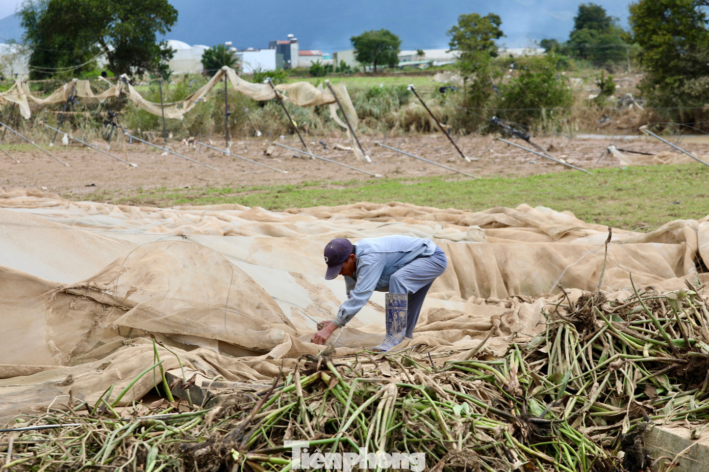 Tan hoang thủ phủ rau Lâm Đồng - Ảnh 29