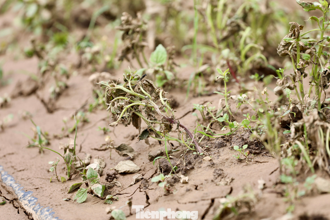Tan hoang thủ phủ rau Lâm Đồng - Ảnh 34