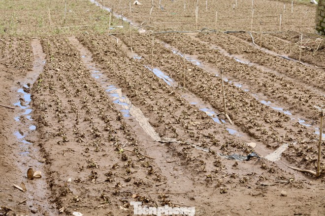 Tan hoang thủ phủ rau Lâm Đồng - Ảnh 18