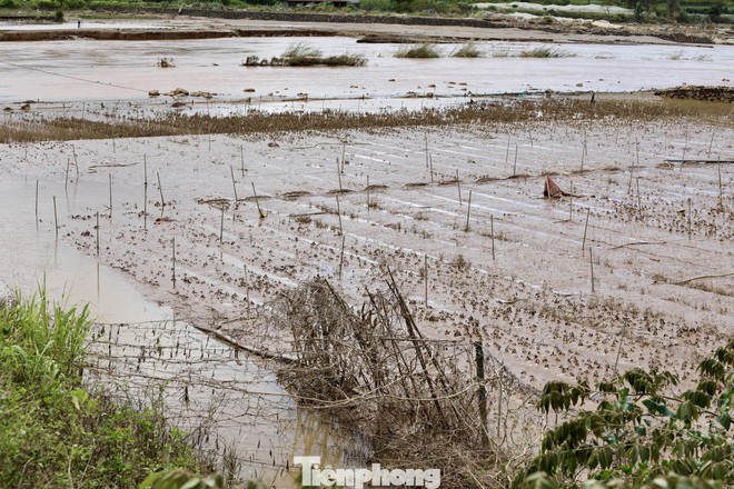 Tan hoang thủ phủ rau Lâm Đồng - Ảnh 15