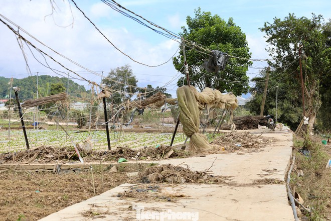 Tan hoang thủ phủ rau Lâm Đồng - Ảnh 9