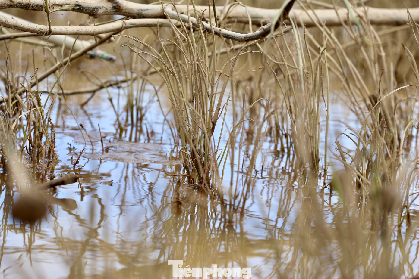 Tan hoang thủ phủ rau Lâm Đồng - Ảnh 20
