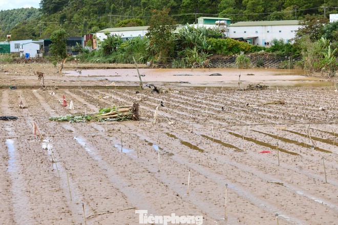 Tan hoang thủ phủ rau Lâm Đồng - Ảnh 17