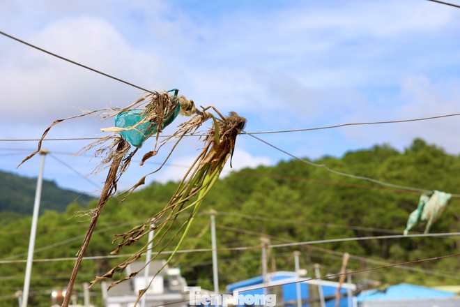 Tan hoang thủ phủ rau Lâm Đồng - Ảnh 12