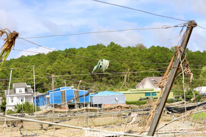 Tan hoang thủ phủ rau Lâm Đồng - Ảnh 13