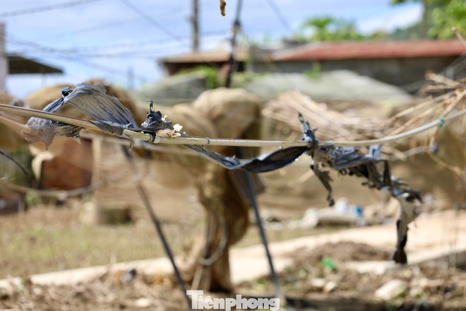 Tan hoang thủ phủ rau Lâm Đồng - Ảnh 11