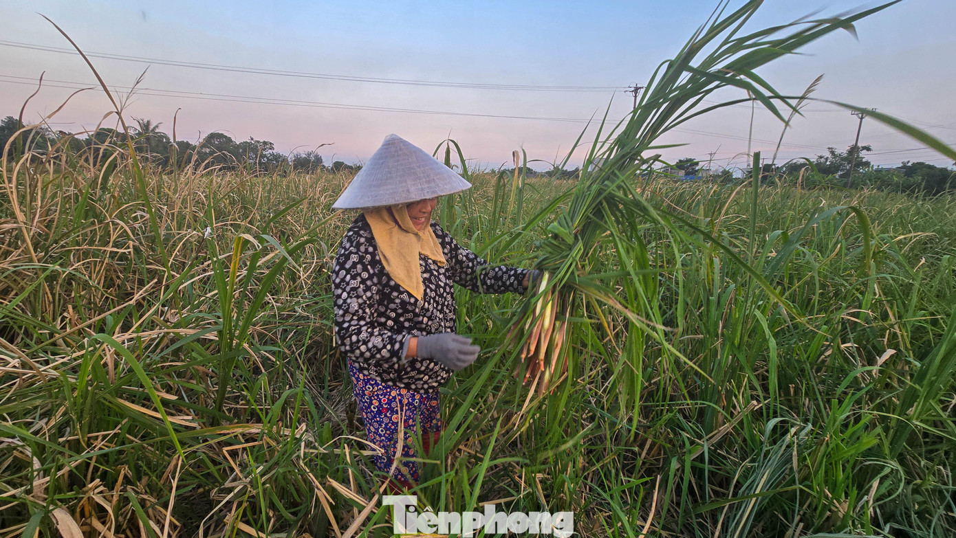 Loại củ mỗi năm chỉ có một lần, ăn giòn ngọt, nguyên vị sương sớm gây thương nhớ - Ảnh 8