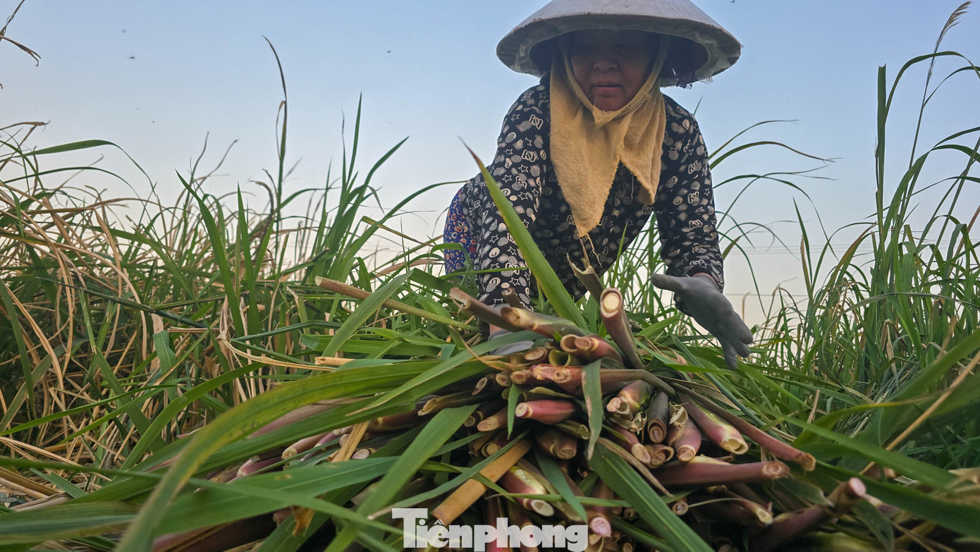 Loại củ mỗi năm chỉ có một lần, ăn giòn ngọt, nguyên vị sương sớm gây thương nhớ - Ảnh 9