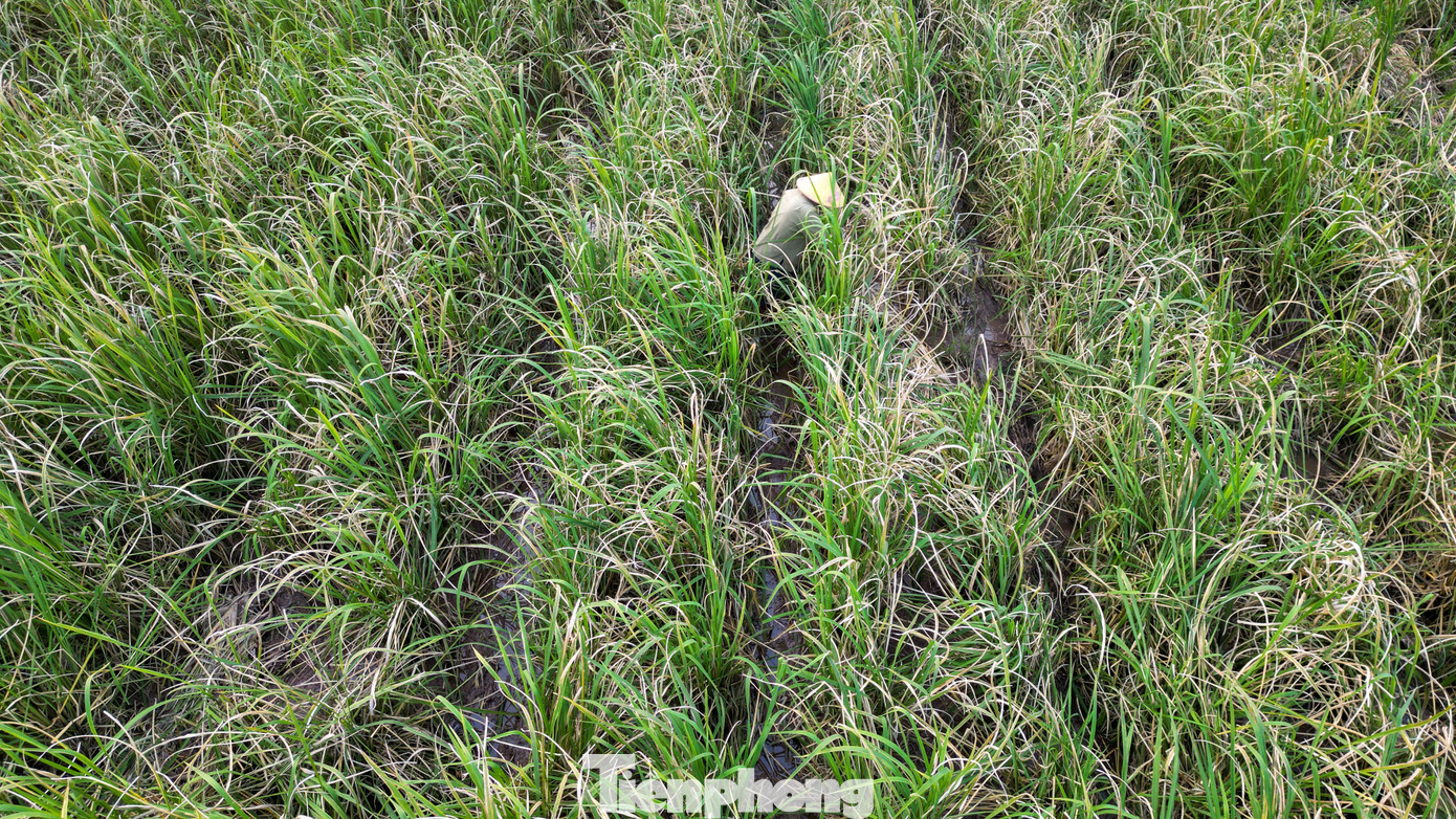 Loại củ mỗi năm chỉ có một lần, ăn giòn ngọt, nguyên vị sương sớm gây thương nhớ - Ảnh 11