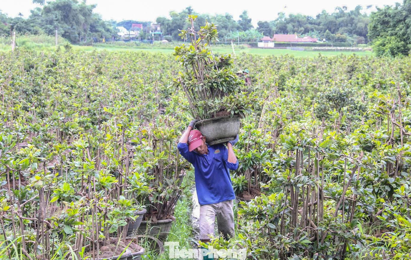 Nông dân trồng mai Tết tất tả 'chạy bão' - Ảnh 1