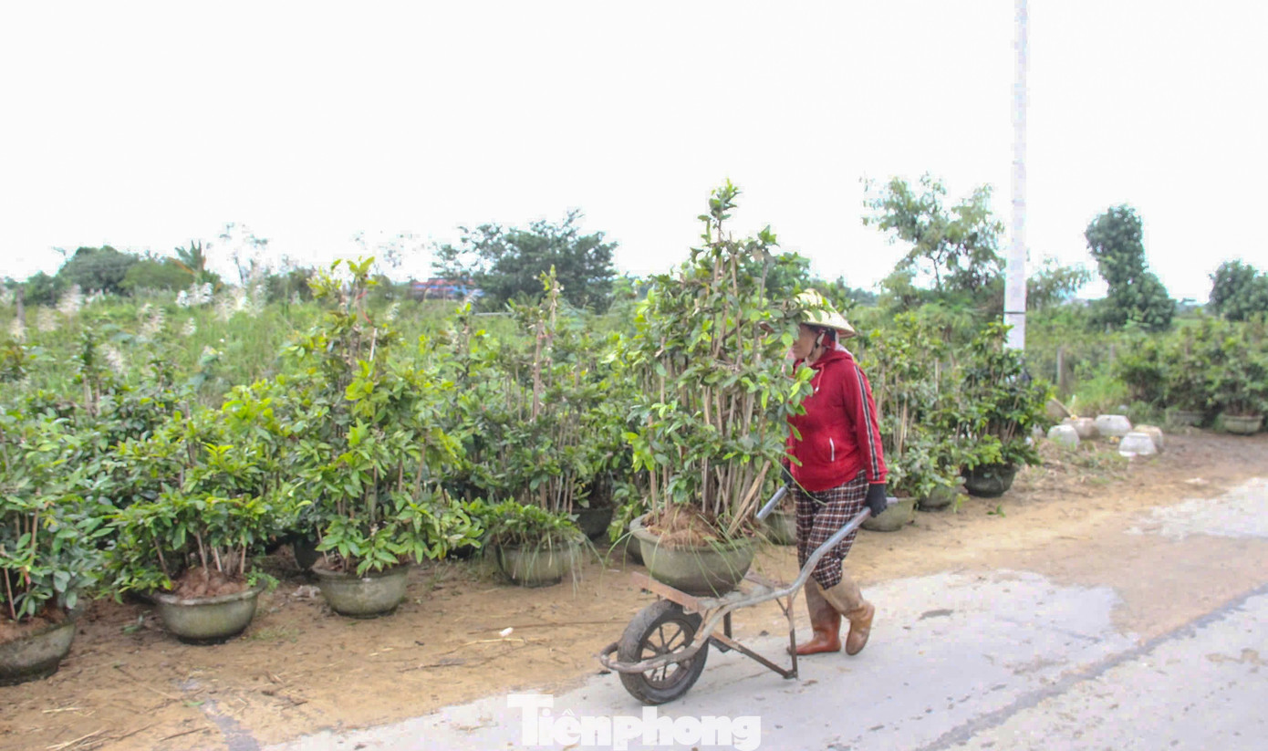 Nông dân trồng mai Tết tất tả 'chạy bão' - Ảnh 5