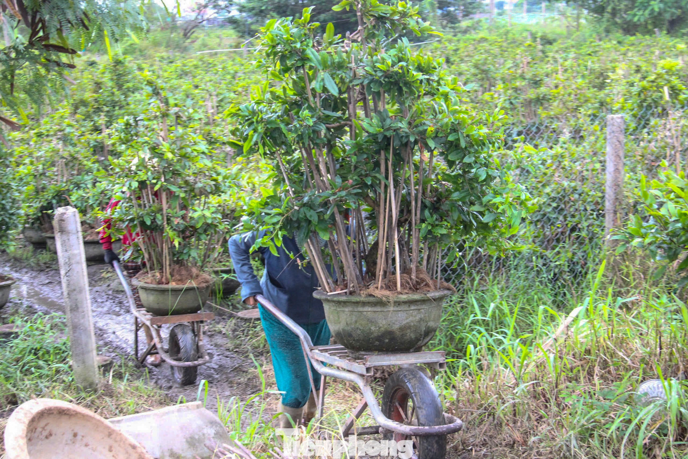 Nông dân trồng mai Tết tất tả 'chạy bão' - Ảnh 2