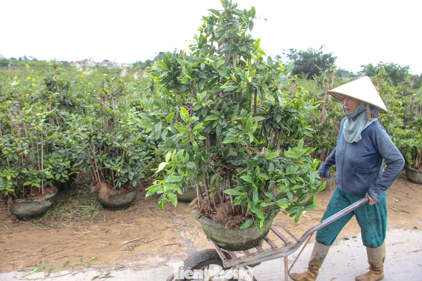 Nông dân trồng mai Tết tất tả 'chạy bão' - Ảnh 3
