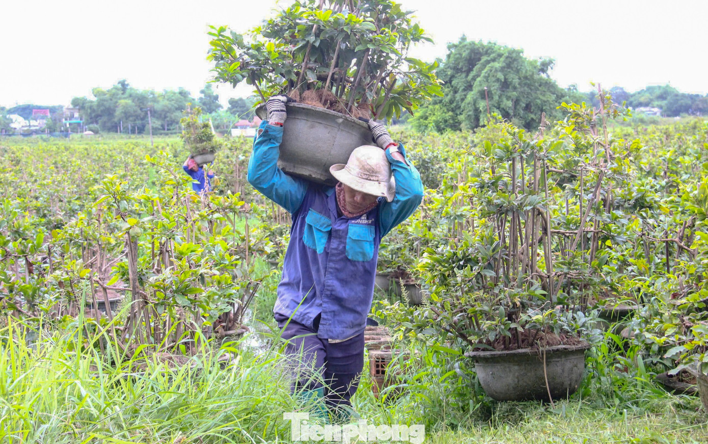 Nông dân trồng mai Tết tất tả 'chạy bão' - Ảnh 4