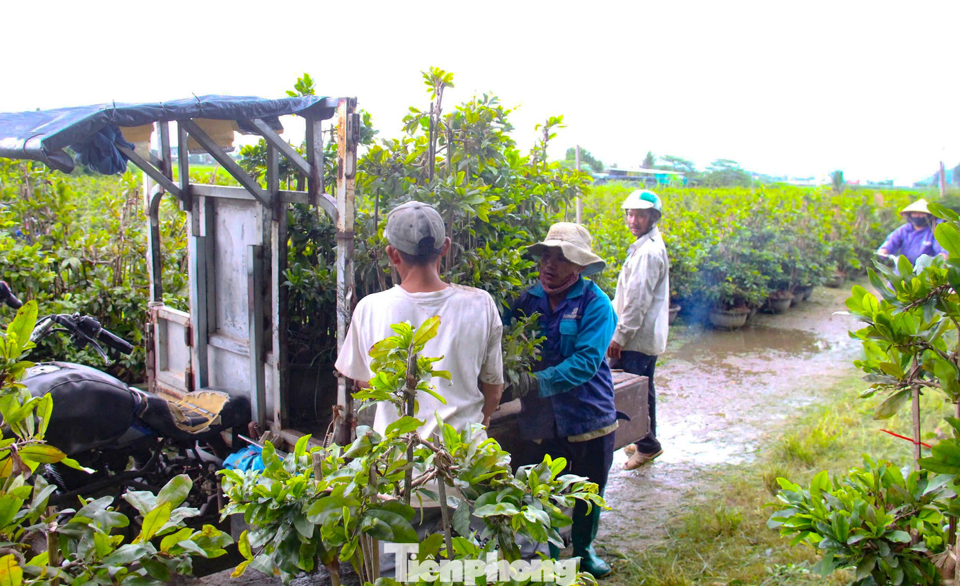 Nông dân trồng mai Tết tất tả 'chạy bão' - Ảnh 7