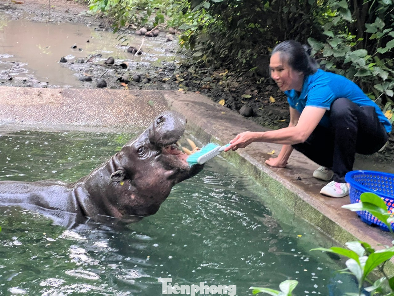 Bất ngờ doanh thu của vườn thú từng bị 'sờ gáy' vì nợ thuế - Ảnh 2