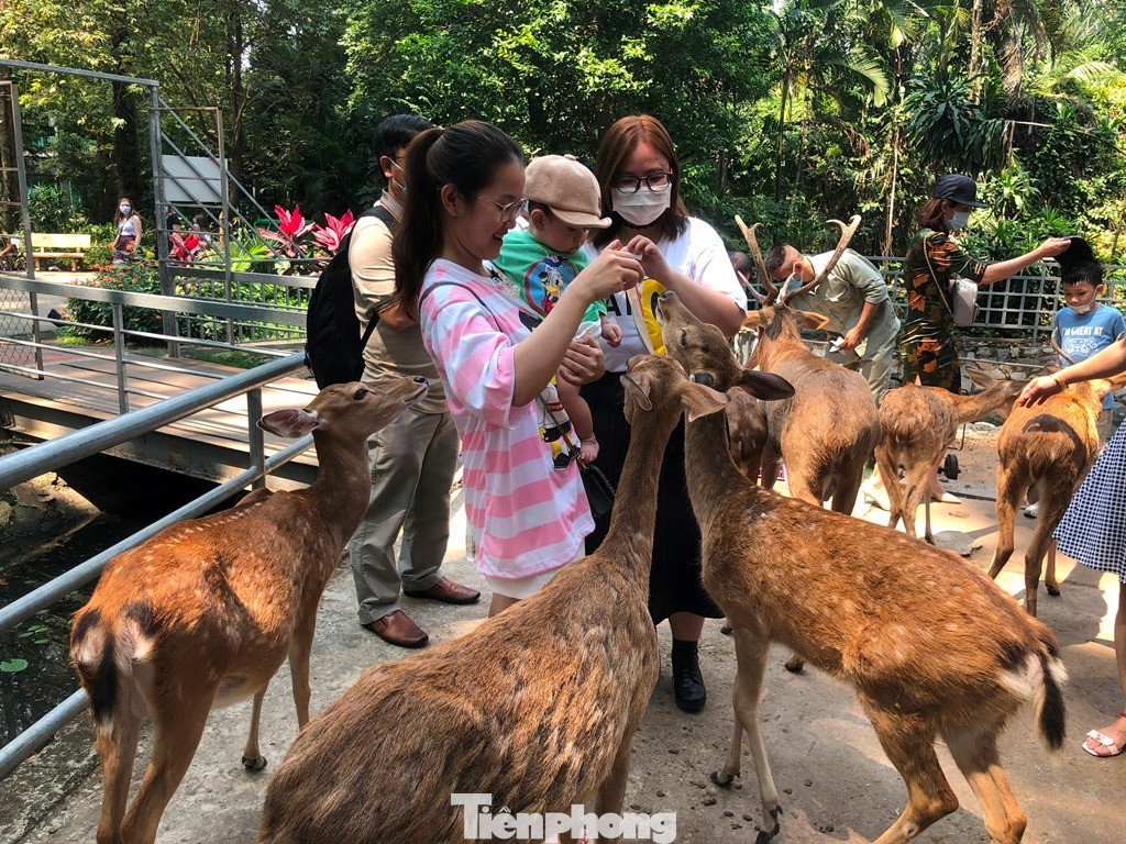 Bất ngờ doanh thu của vườn thú từng bị 'sờ gáy' vì nợ thuế - Ảnh 1