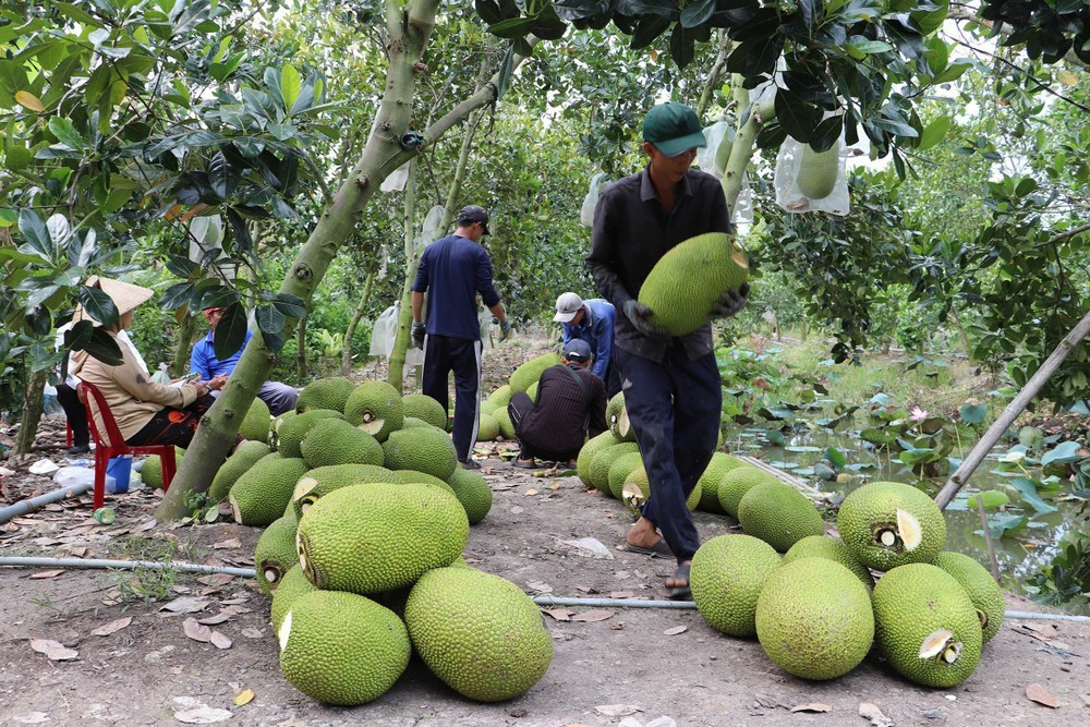 Mít tươi Việt có 'visa' xuất khẩu Trung Quốc: Cơ hội ra sao? - Ảnh 1