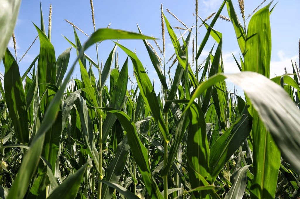 3 nước EU, gồm đồng minh thân cận của Kiev, quyết cấm nhập khẩu hàng hóa Ukraine: EC tuyên bố có thể khởi kiện - Ảnh 1