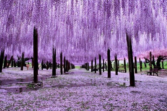 Một doanh nghiệp báo lãi gấp 15 lần cùng kỳ, cổ phiếu tăng 9 phiên trần, giá lên 150% sau 2 tháng - Ảnh 1