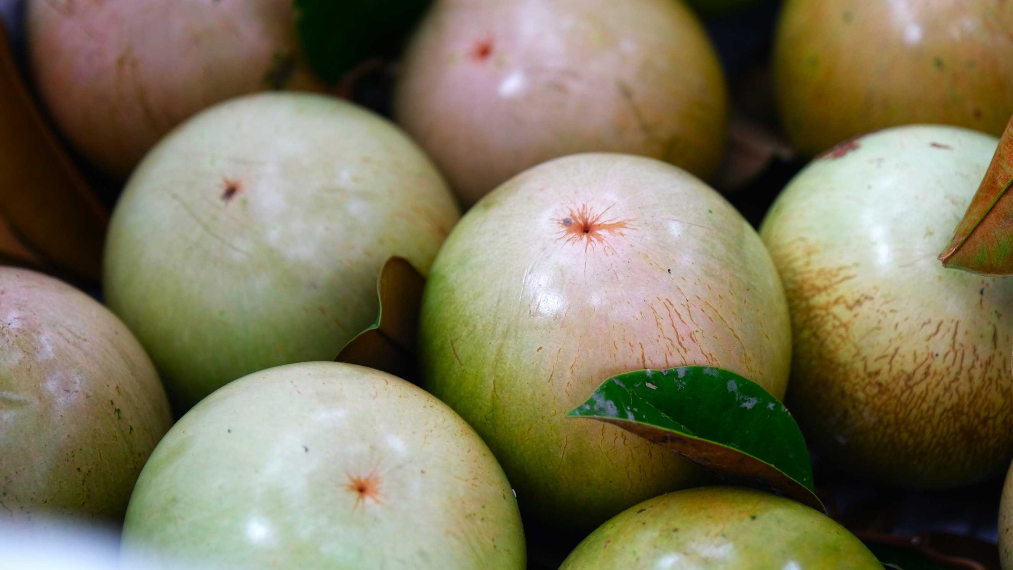 Loại quả “nông dân cứ trồng là có tiền” của Việt Nam được Mỹ cấp phép nhập khẩu lần đầu tiên - Ảnh 1