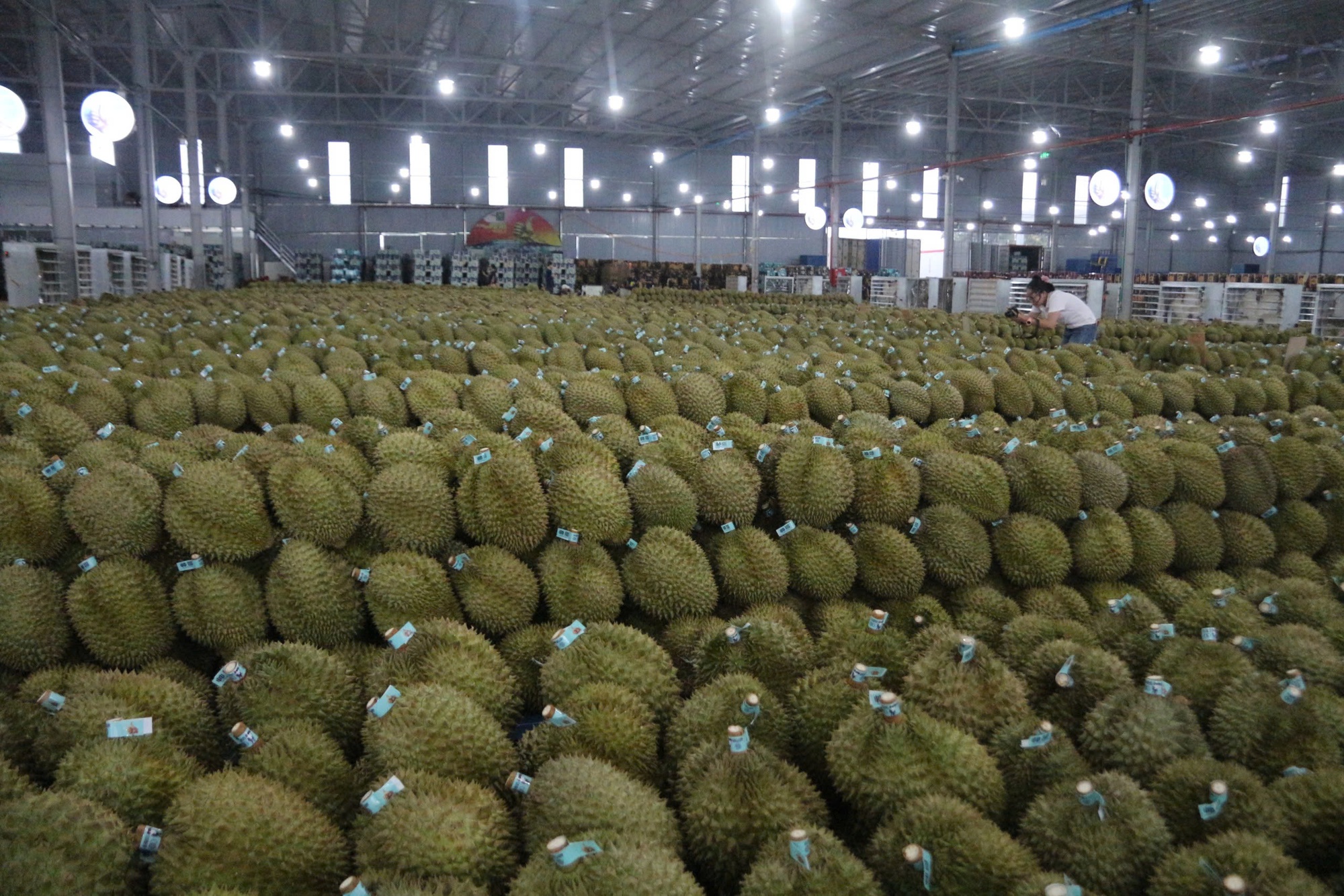 Mua hồ sơ xuất khẩu sầu riêng với giá... hàng trăm triệu đồng! - Ảnh 4