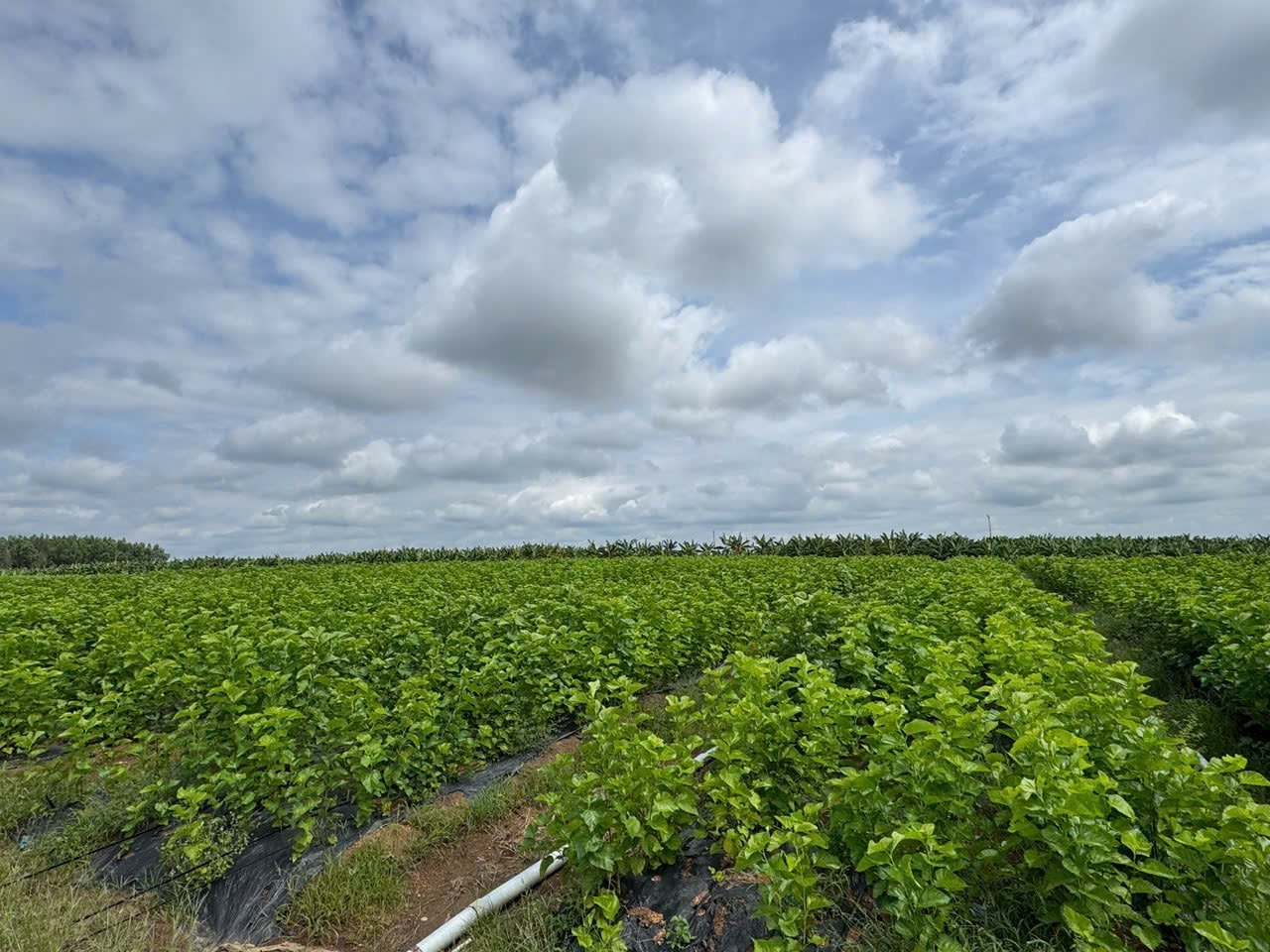 Cận cảnh bầu Đức nuôi tằm ươm tơ: Nương dâu 2.000 ha trên cao nguyên Bolaven và công thức 70 USD ‘ngon hơn tất cả các loại cây’ - Ảnh 1