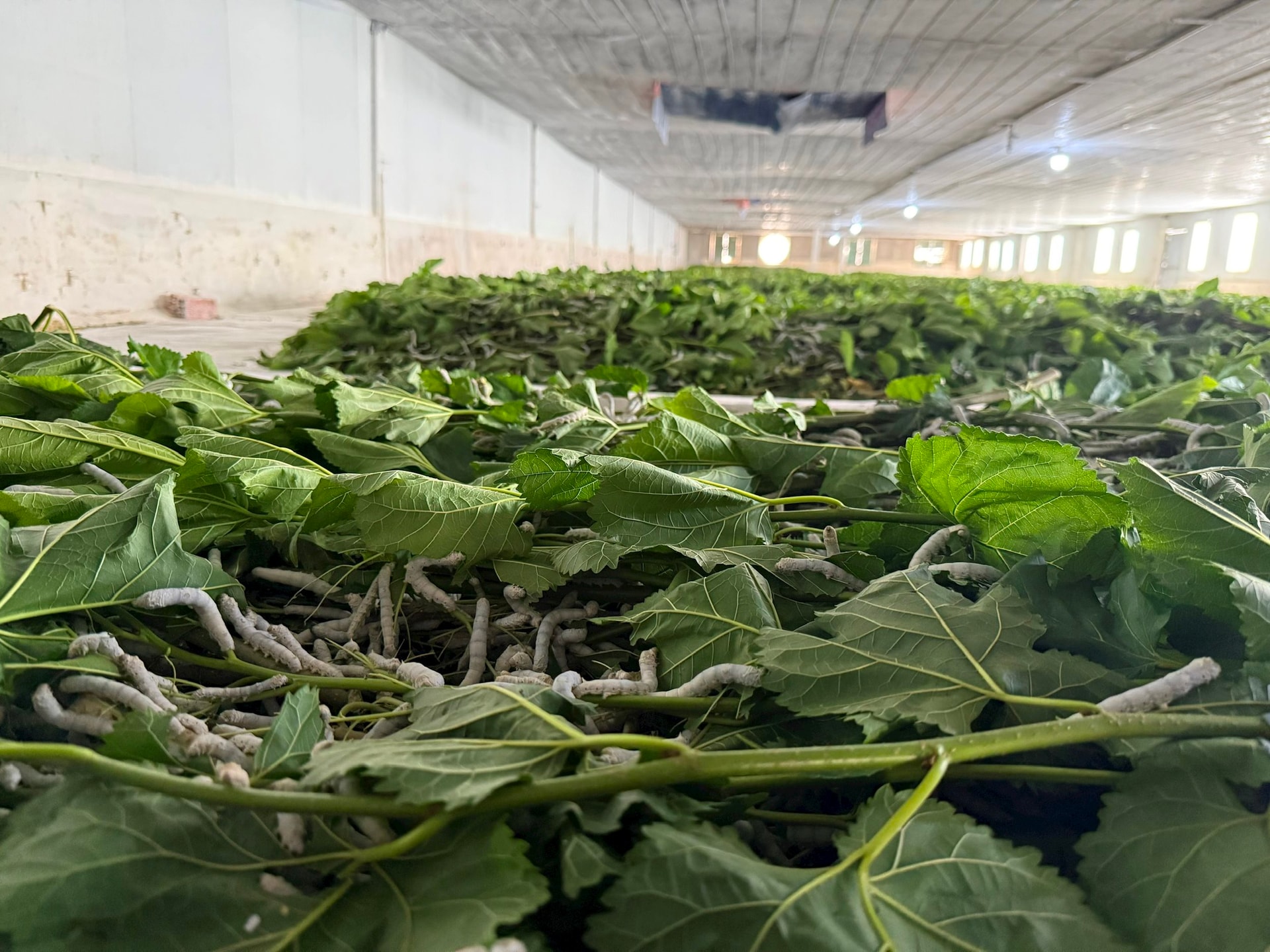 Cận cảnh bầu Đức nuôi tằm ươm tơ: Nương dâu 2.000 ha trên cao nguyên Bolaven và công thức 70 USD ‘ngon hơn tất cả các loại cây’ - Ảnh 3