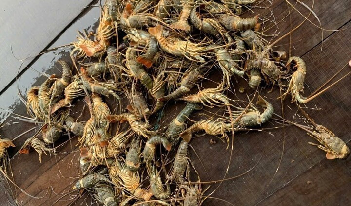 Lũ lớn khiến tôm hùm chết hàng loạt, giá bán chỉ còn 200.000 đồng/kg - Ảnh 1