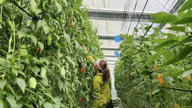 Bacte - Giải pháp sinh học thuần Việt cho nền nông nghiệp bền vững - Ảnh 3