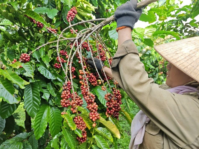 Mỹ miễn thuế đối ứng, cà phê và rau quả từ Việt Nam có hưởng lợi? - Ảnh 1