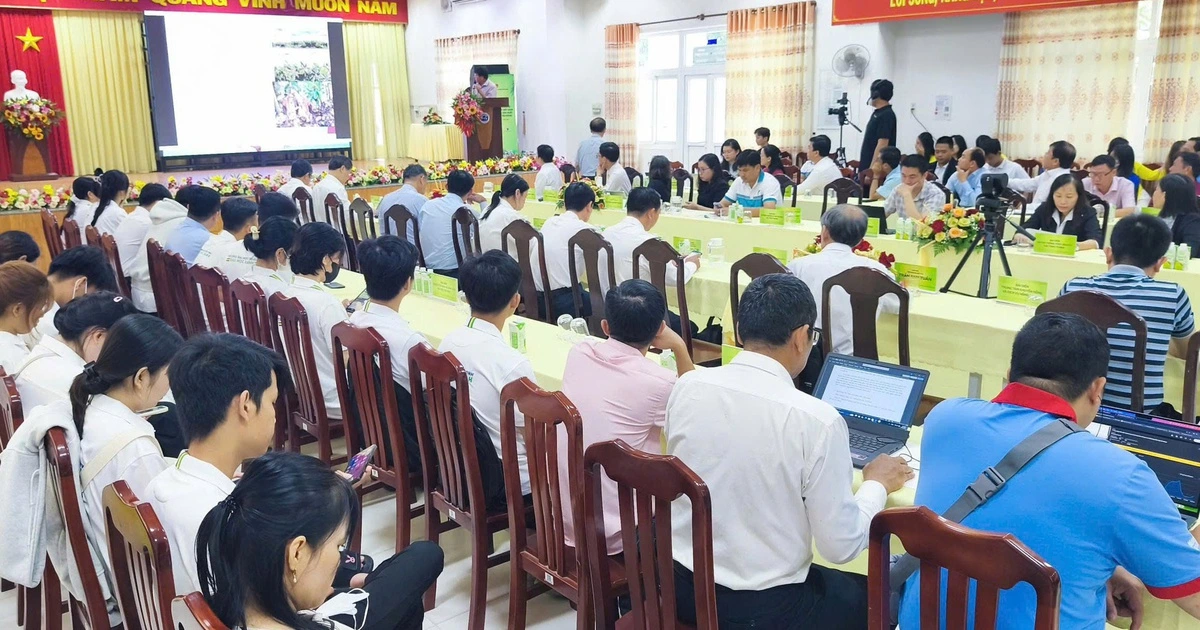 Làm sao để cây dừa Vĩnh Long khỏe phục vụ người dân?