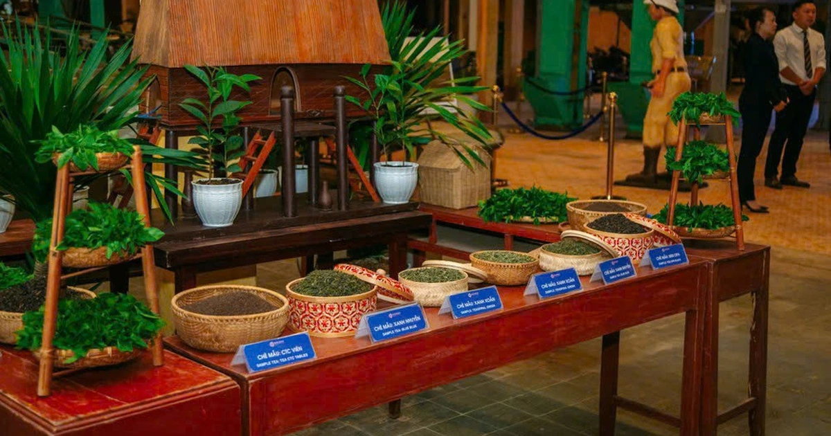 Thi khởi nghiệp về trà Việt