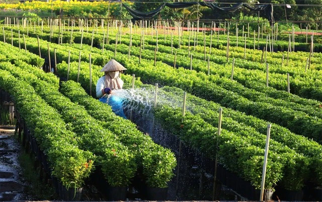 Đồng Tháp: ‘Thương hiệu’ giàu bản sắc, giàu khát vọng vươn lên - Ảnh 1