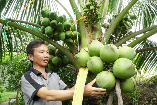 Nông dân miền Tây trồng giống dừa lùn ra trái chi chít - Ảnh 1