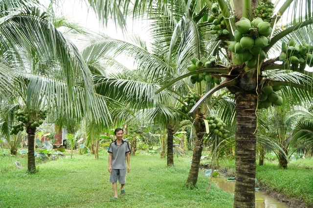Nông dân miền Tây trồng giống dừa lùn ra trái chi chít - Ảnh 4