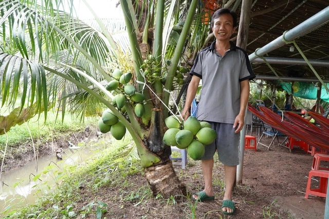 Nông dân miền Tây trồng giống dừa lùn ra trái chi chít - Ảnh 2