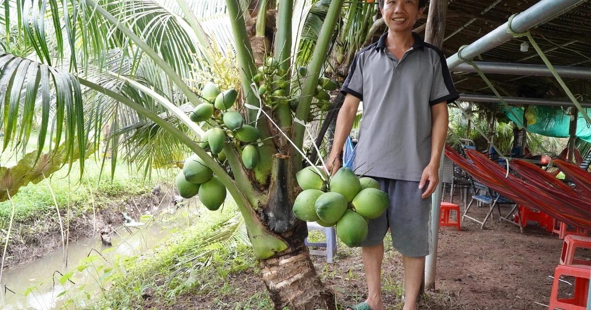Nông dân miền Tây trồng giống dừa lùn ra trái chi chít
