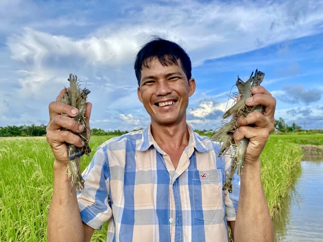 Vì sao gạo Ông Cua ST25 thơm ngon nhất thế giới? - Ảnh 5