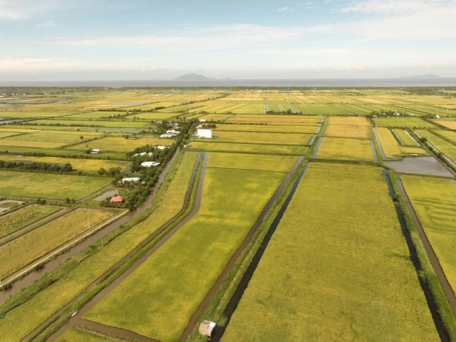 Vì sao gạo Ông Cua ST25 thơm ngon nhất thế giới? - Ảnh 4