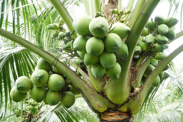 Nông dân miền Tây trồng giống dừa lùn ra trái chi chít - Ảnh 3