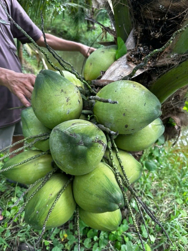 Sau cơn sốt, giá dừa quay đầu giảm, vì sao? - Ảnh 2